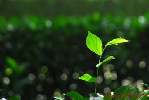 为你写诗|天堂与小草