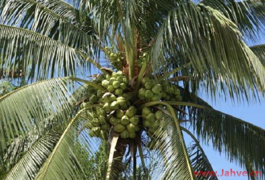 妙笔释疑|棕榈树 Palm  圣枝主日 Palm Sunday