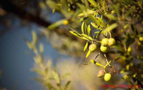 妙笔释疑|Branch(2) 枝条、分枝