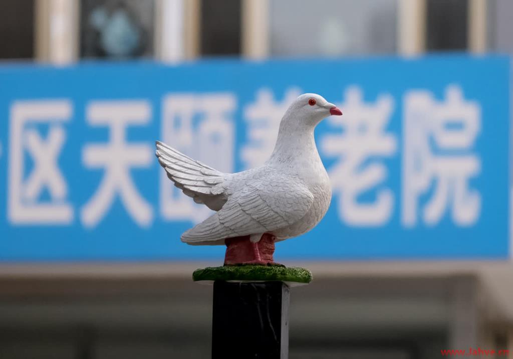 北京教区 | 最美夕阳红 真情相陪伴  ——天颐养老院欢度重阳节